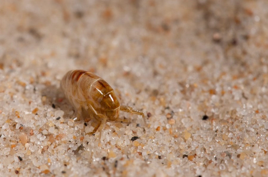 Sand Fleas